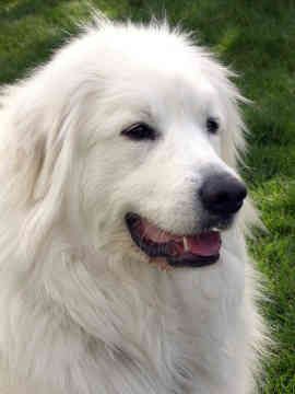 Koda Bear, Pyrenean Mountain Dog, Tips For Dogs, Livestock Guardian Dog, Great Pyrenees Dog, Livestock Guardian, Farm Dogs, Sweet Dog, Terra Nova