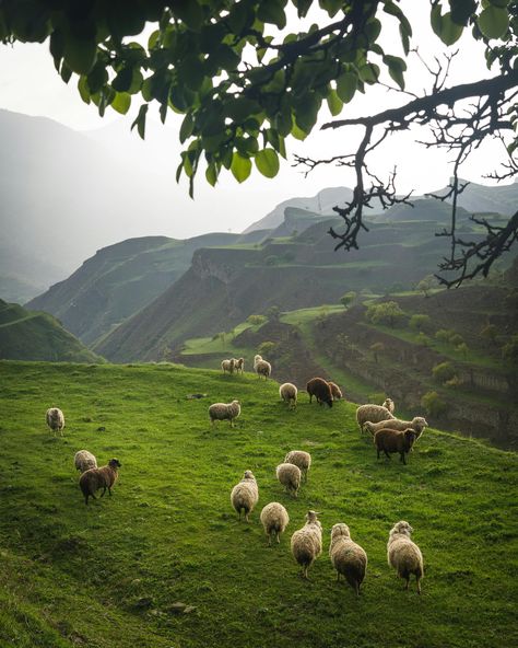 Heidi Core, Landscapes Reference, Sheep Field, Sheep Pasture, Sky Green, Hobby Farm, Exotic Animals, Landscape Photography Nature, Saved Pins