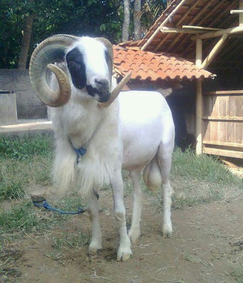 Indian Goat, Arapawa Goat, Goat Photo, Bongo Antelope, Goat Laying Down, Animal Inspiration, Goat Farming, Most Beautiful Animals, Favorite Animals