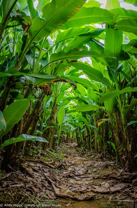 Banana Tree Background, Banana Tree Landscape, Banana Tree Wallpaper, Banana Trees Landscape, Banana Farm, Dragon Fruit Plant, Banana Trees, Jungle Tree, Best Wallpaper Hd