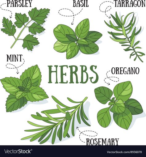 Simple Herb Drawing, Herbs Drawing Simple, Herb Drawings Simple, Herbs Pictures, Herbs Drawing, Herb Illustration, Simple Abundance, Wine Bottle Photography, Herbs Image