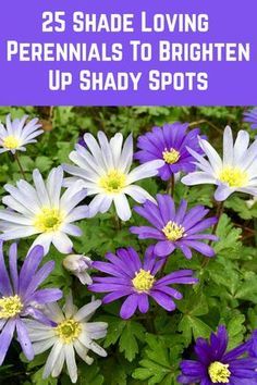 Plants That Love Shade Perennials, Perennials In Pots Over Winter, Purple Plants For Shade, Flowers To Plant In Your Garden, Corner Perennial Garden Ideas, Backyard Corner Landscaping Ideas Shade Plants, Pathway To Garden, Flowers That Look Good Together, Landscape For Brick House