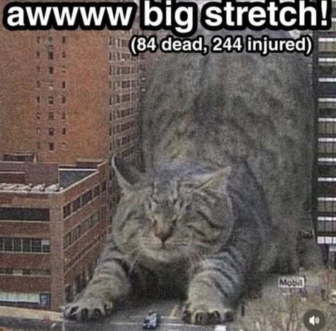 Seni Korea, Giant Cat, Silly Cats Pictures, Silly Animals, Funny Cute Cats, Silly Cats, 귀여운 동물, Cat Photo, Cat Pics