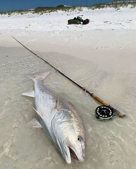 Saltwater Fly Fishing, Fly Fishing Photography, Sand Fleas, Fly Fishing For Beginners, Sea Angling, Spanish Mackerel, Fly Fishing Flies Pattern, Salt Water Fishing, Fishing Photography