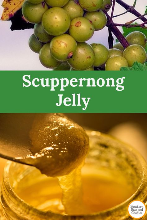 scuppernong grapes and golden scuppernong jelly How To Make Scuppernong Jelly, Scuppernong Jelly Recipes, Muscadine Grape Jelly Recipe, Scuppernong Wine Recipe, Muscadine Jelly Recipe With Sure Jell, Muscidime Jelly, Scuppernong Jam, Muscadine Jelly Recipe Without Pectin, Muscadine Pepper Jelly Recipe