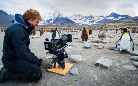 image Wildlife Photography National Geographic, Bertie Gregory, National Geographic Expeditions, South Georgia Island, National Geographic Photography, National Geographic Photographers, South Georgia, Beaches In The World, Incredible Places