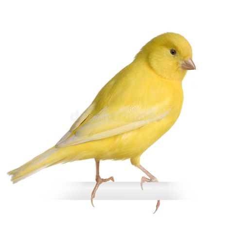 Canary Singing, Yellow Canary, Canary Birds, White Canary, Yellow Bird, Pet Bird, Wallpaper Cave, Small Birds, Animal Fashion