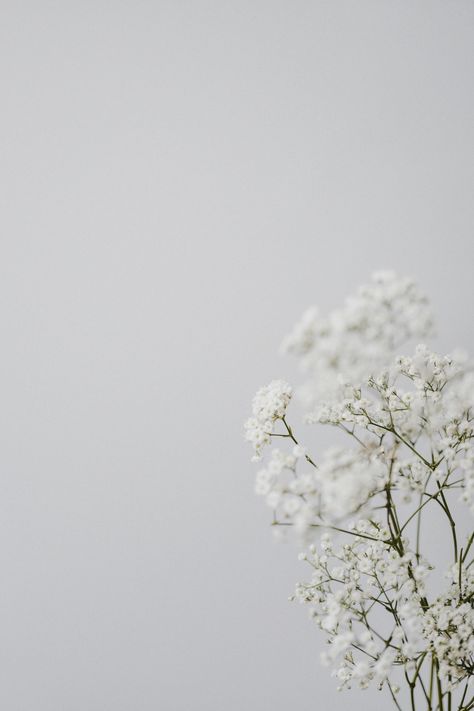 Tree Wallpaper Phone, White Blossom Tree, Minimal Photo, Flower Graphic Design, White Cherry Blossom, Wallpaper Flower, Black Background Wallpaper, Light Background Images, Flower Background Wallpaper