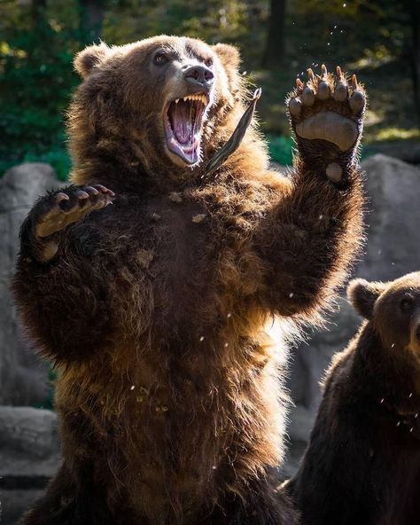 Kodiak Brown Bear, Bear Spirit Animal, Kodiak Bear, Angry Bear, Angry Animals, Wild Animals Photography, Scary Animals, Brown Bears, Wolf Spirit Animal