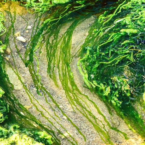 A close-up photograph of green seaweed. Fashion Fabric Board, Seaweed Costume, Seaweed Aesthetic, Coral Life, Machine Drawing, Higher Art, Fabric Board, Life Of Pi, Water Aesthetic