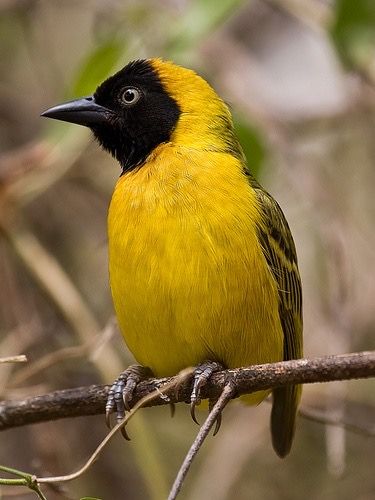 Weaver Bird Nest, Weaver Birds, Weaver Bird, South African Birds, Digital Art Tutorial Beginner, Funny Wildlife, Colourful Birds, Yellow Birds, Most Beautiful Birds