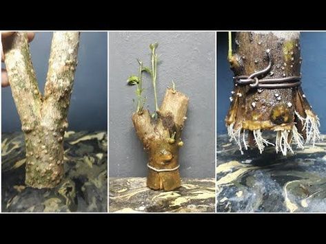 Bonsai Making, Bonsai Diy, Bonsai Pruning, Bonsai Forest, Pre Bonsai, Bonsai Tree Types, Bonsai Tree Care, Bonsai Techniques, Tips And Trick