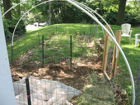 please help...need to build chicken run fast and cheap! (chickens forum at permies) Deer Netting, Best Egg Laying Chickens, All Ideas, Rhode Island Red, Chicken Run, Hardware Cloth, Run Fast, Potting Sheds, Diy Chicken Coop