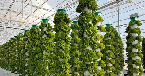 Traditional Greenhouses, Indoor Farming, Hydroponic Farming, Crop Production, Vertical Farming, Agricultural Land, Tower Garden, Hydroponics System, Hydroponic Gardening