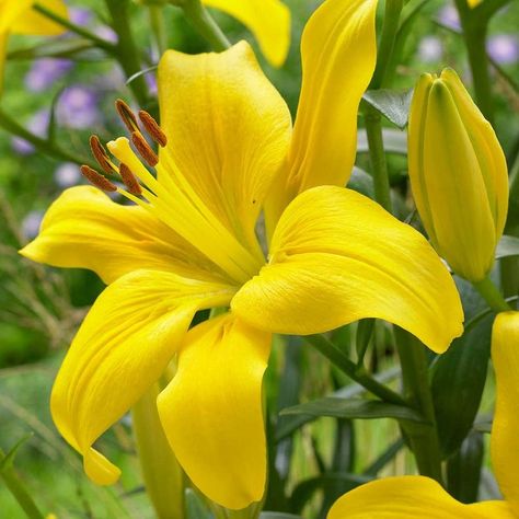 5 Lily Bulbs-Asiatic Lily Yellow County Pack of 5 | Etsy Gladiolus Arrangements, Round Pictures, Asiatic Lily, Plantain Lily, Lilly Flower, Most Popular Flowers, Lily Bulbs, Asiatic Lilies, Popular Flowers