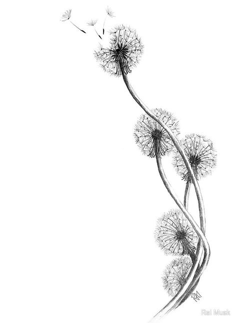 Dandelion Drawing Tattoo, Dandelions Drawings, Dandelion Flower Drawing, Dandelion Flower Tattoo, Dandelion Tattoos, Dandelion Tattoo Design, Dandelion Drawing, Dandelion Art, Dandelion Tattoo