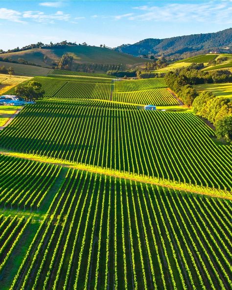 The rolling green hills and lush grape vines of the the Yarra Valley captured from above 🍃 📸 via IG/walking_perspective Walking Perspective, Yarra Valley Wineries, Old Steam Train, Agricultural Land, Ranch Farm, New Architecture, Bordeaux France, Green Hills, Yarra Valley