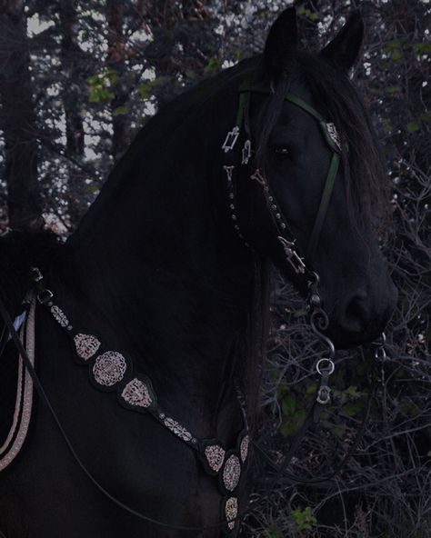 Caius Volturi, Medieval Horse, Horse Riding Aesthetic, Beautiful Horses Photography, Medieval Aesthetic, Horse Aesthetic, Horse Gear, The Dark Artifices, Fantasy Aesthetic