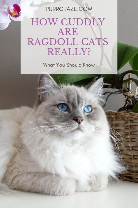 Ragdoll Cat Breeders, Ragdoll Cat Colors, Cat Breeds Ragdoll, Ragdoll Cat Breed, Tonkinese Cat, Bobtail Cat, Cat Anatomy, Cat Personalities, Ragdoll Cats