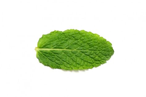 Free photo fresh mint leaves isolated | Free Photo #Freepik #freephoto #mint-leaf #nutrients #diet #mint Table Organic, Red Lettuce, Green Leaf Background, Mint Leaf, Mint Plants, Lemon Leaves, Peppermint Leaves, Artificial Leaf, Fresh Mint Leaves