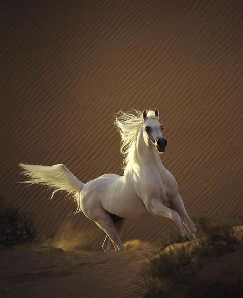 Cai Arabi, Arabic Horse, Riding Tips, Elegant Horse, Beautiful Arabian Horses, Majestic Horse, All The Pretty Horses, Horse Crazy, White Horses