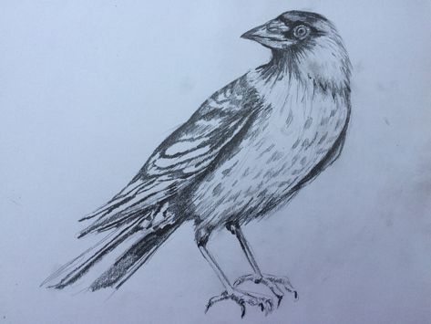 Jackdaw Drawing, In Sympathy, Drawing Study, Jackdaw, Drawing Studies, Continuous Line Drawing, Continuous Line, Fabric Paper, Handmade Felt