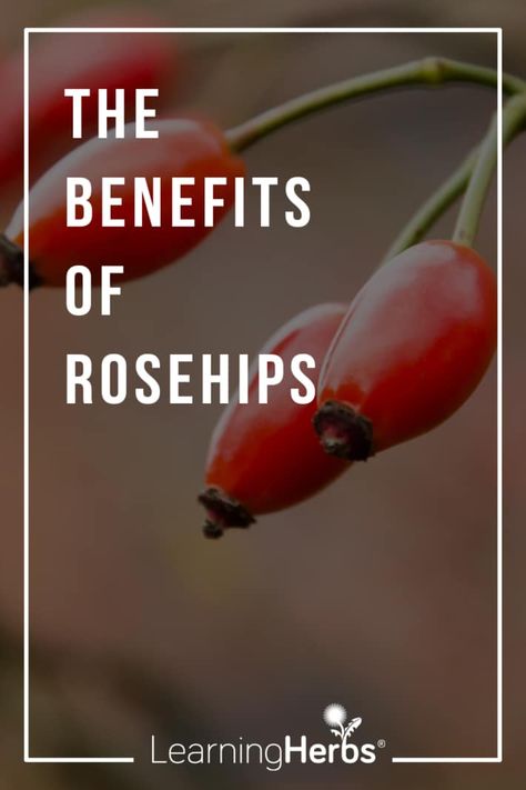 Rose Hips Benefits, Rosehip Recipes, Rosehip Syrup, Rosehip Tea, Magic Herbs, Healthy Advice, Tea Benefits, Wild Food, Organic Herbs