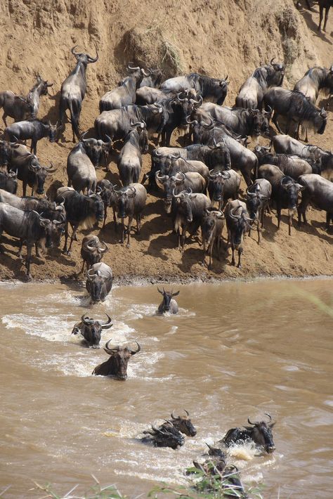 Maasai Mara, Kenya Safari, Maasai, East Africa, African Beauty, Amazing Destinations, Where To Go, Middle East, Wonders Of The World