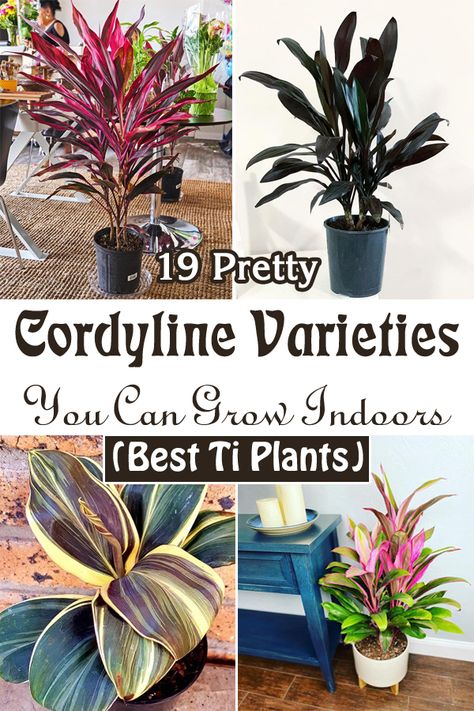 Ti Plant Landscaping, Cordyline Varieties, Ti Plant Care, Cordyline Plant, Cordyline Plants Landscaping, Cordyline Plants, Cordyline Plants In Pots, Cordyline Fruticosa, Tropical Plants Indoor