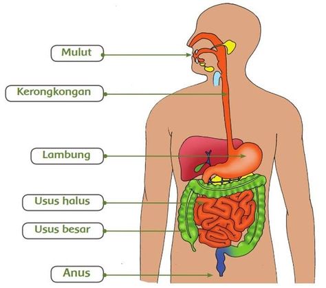 Organ Pencernaan, Science Diagrams, Kartu Tarot, Sistem Pencernaan, Spiderman Art Sketch, Spiderman Art, Nurse Life, Life Drawing, Ipa