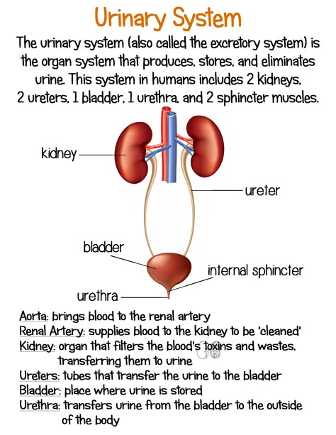 Nursing School Inspiration, Learn Biology, Urinary System, Nursing School Motivation, Sistem Pencernaan, Basic Anatomy And Physiology, Nurse Study Notes, Nursing Student Tips, Anatomy Physiology