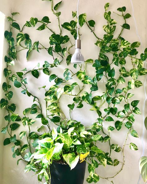 🌿POTHOS GROWTH PROGRESS | Share + Save 🌿 These posts are my favorite to make because I feel like I don’t realize how much my pothos wall has grown until I look back at old pictures and videos! Since 2022, this plant has been repotted 6 times, gotten a new plant pot and stand, has lost a lot of leaves and vines but also grown a lot of new ones! What do you think it will look like next year? Also comment CLIPS if you want the info for the plant vine clips I use to attach the plant to the wa... Pots For Pothos Plants, Pothos On Wall, Vining House Plants, Archway Painting, Pothos Wall, Pathos Plant, Pothos In Water, Plant Architecture, Gardening Indoors