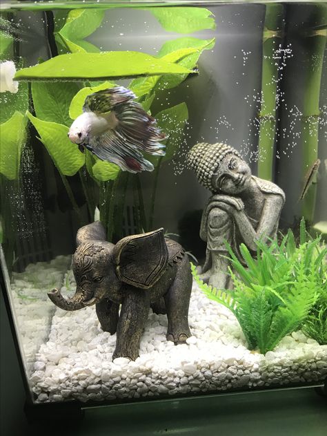 Fish Ideas Pet, Fish Tank Small Apartment, Pet Fish Tank Ideas, Apartment Fish Tank Ideas, Betta Fish Tanks Ideas, Aquarium Design For Betta Fish, Pretty Betta Fish Tank Ideas, Two Betta Fish, Animal Tank Ideas