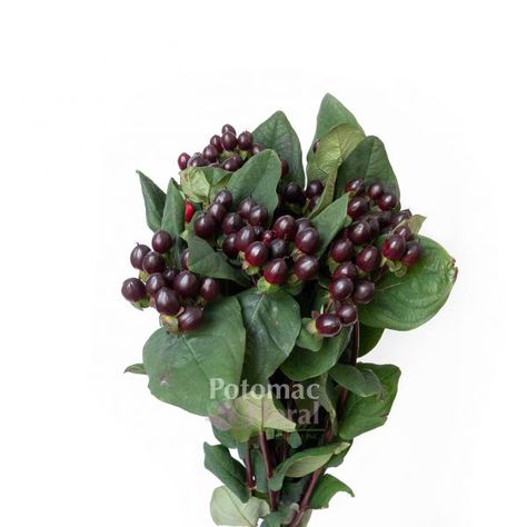 Hypericum Berries Black - Burgundy, 60cm - Potomac Floral Wholesale Magical Universe, Berry Bouquet, White Rose Bouquet, Hypericum Berries, Floral Arranging, Dark Maroon, Seasonal Flowers, Black Flowers, Rehearsal Dinner