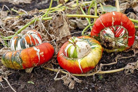 Natural Trellis, Turban Squash, Winter Squash Varieties, Buttercup Squash, Types Of Pumpkins, Pumpkin Varieties, Squash Varieties, Kitchen Gardens, Fall Planting