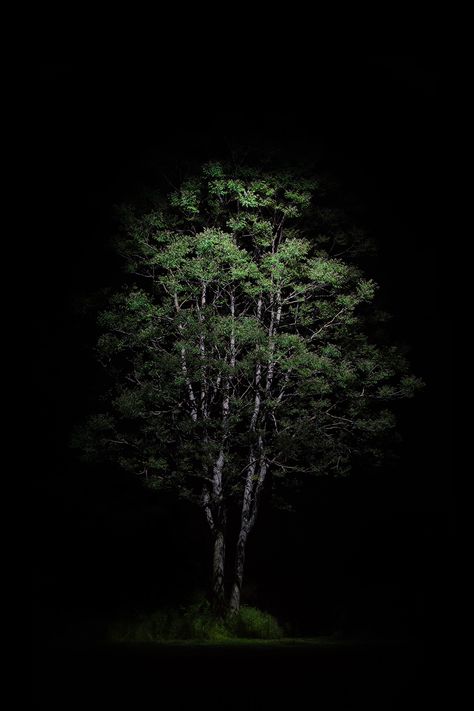 Tree In Night, Black And Green Wallpaper, Depth Effect Wallpaper, Lighting Mood, Red Background Images, Amoled Wallpapers, Nature Iphone Wallpaper, Tree Photo, Japanese Drawings