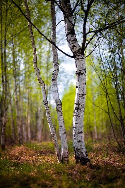 Russian Countryside, Suraj Sharma, Trees Photography, White Birch Trees, Photoshop Digital Background, Blur Background Photography, Birch Forest, Blur Photo Background, Best Photo Background