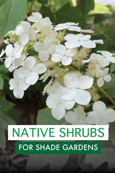 Add some color and texture to those shady areas in your garden with shade-loving native shrubs that flower in the shade. By adding these native shade shrubs in your landscape, you are creating habitat, providing food, and adding visual interest to your shade garden. #nativeplants #shadegardens via @gardenexperimnt Native Shade Plants, Native Shade Garden, Native Plant Landscaping Virginia, Best Flowers For Shade, Woodland Shade Garden Ideas, Native Plant Garden Tennessee, Planters For Shade, Shrubs For Borders, Evergreens For Shade