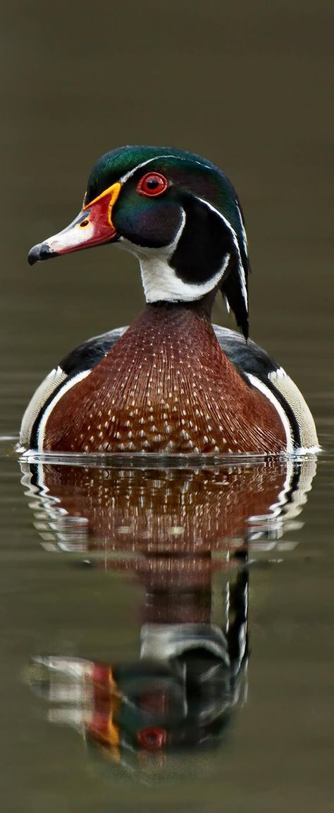 Wood duck with it's reflection. #Birds #BirdFeathers #Duck #Fowl Waterfowl Art, Duck Pictures, Duck Wallpaper, Duck Photo, Duck Bird, Duck Art, Wood Duck, Wood Ducks, Wildlife Photos