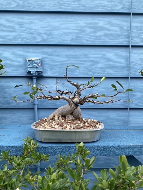 Ginseng Ficus, Tiger Bark Ficus Bonsai, Ginseng Plant, Ficus Bonsai, Ficus Benjamina Bonsai, Ficus Bonsai Tree, Ginseng Bonsai, Ficus Ginseng, Bonsai Ficus