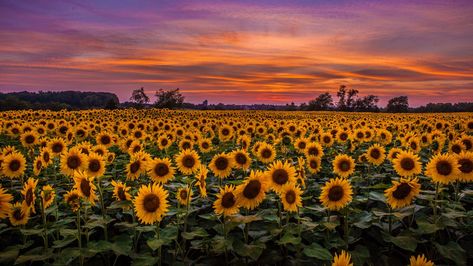 Download wallpaper 1366x768 sunflowers, field, sunset, sky, clouds tablet, laptop hd background Sunflowers Field, Ed Wallpaper, 1366x768 Wallpaper, 1366x768 Wallpaper Hd, Sunflower Iphone Wallpaper, Field Wallpaper, Sunflowers Background, Wallpaper Estetika, L Wallpaper