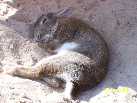 sleeping rabbit Bunny Lying Down, Rabbit Lying Down Drawing, Rabbit Lying Down, Rabbit Laying Down, Rabbits Sleeping, Rabbit Sleeping, Bunny Sleeping, Wild Rabbit, Velveteen Rabbit