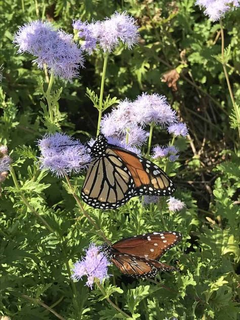 Texas Butterfly Garden Native Plants, Texas Native Landscape Design, Texas Native Shade Plants, North Texas Native Plants, South Texas Native Landscaping, Central Texas Native Plants, Texas Native Flowers, South Texas Native Plants, Native Texas Plants Landscaping