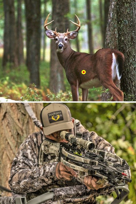 The Do’s and Don’ts of Crossbow Shot Placement on Whitetails Deer Hunting Essentials, Deer Shot, Deer Hunting Accessories, Deer Hunting Stands, Bow Hunting Tips, Light Academia Decor, Hunting Essentials, Hunting Stands, Whitetail Hunting