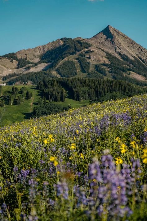 10 of the Best Hikes in Crested Butte, Colorado | kateoutdoors.com Crested Butte Wildflower Hikes, Hikes In Colorado, Crested Butte Colorado Summer, Created Butte Colorado, Crested Butte Wildflowers, Colorado Homestead, Pagosa Springs Colorado, Crested Butte Colorado, Pagosa Springs