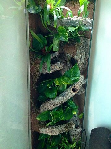 Diy Frog Enclosure, Ikea Paludarium, Crested Gecko Terrarium Ideas Diy, Ikea Terrarium, Chameleon Enclosure, Gecko Enclosure, Ikea Detolf, Diy Reptile, Animal Enclosures