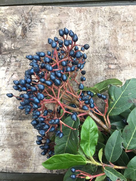 Viburnum pepper berry (imported) Viburnum Berries, February Flowers, Pepper Berry, March 5th, Autumn Flowers, Fall Flowers, Wedding Flower, Flower Decorations, Decor Styles