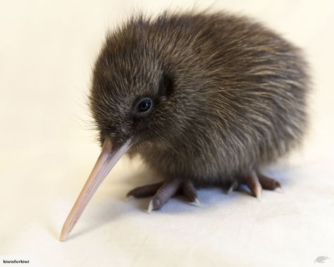 Baby Kiwi. So cute! Kiwi Tattoo, Baby Kiwi, Kiwi Birds, Fat Bird, Kiwi Bird, Animal Reference, Flightless Bird, Bird Drawings, Art Plastique