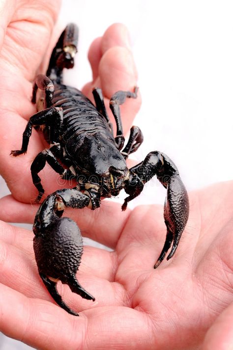 Emperor Scorpion. A large Emperor Scorpion in a man s hands #Sponsored , #Affiliate, #AD, #Scorpion, #man, #large, #Emperor Scorpion Pictures, Pet Scorpion, Scorpion Drawing, Emperor Scorpion, Scorpion Art, Venomous Animals, Scorpion Tattoo, Pet Ideas, Pets 3