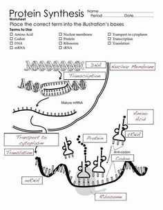 Dna and Rna Worksheet Answers Unique Protein Synthesis Worksheet Translation Biology, Dna Worksheet, Nuclear Membrane, Cells Worksheet, Classroom Preparation, Transcription And Translation, Dna Replication, Electron Configuration, Education Templates